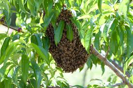 swarm1